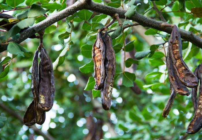 Locust Bean Gum photo